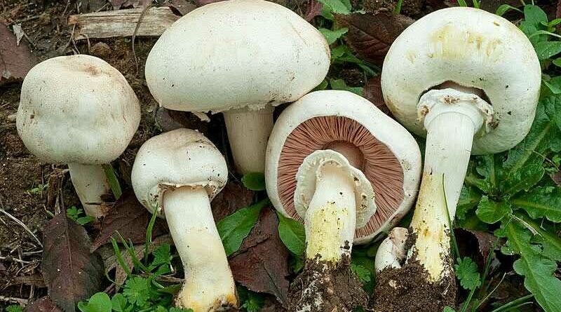 Karbolszagú csiperke (Karbolszagú csiperke (Agaricus xanthodermus)