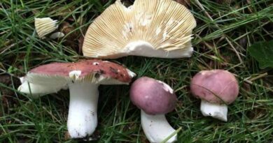 Kékhátú galambgomba (Russula cyanoxantha)