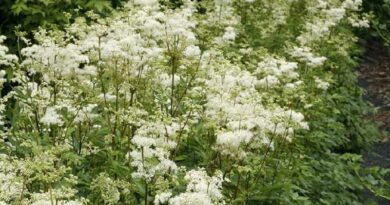 Legyezőfű (Filipendula)