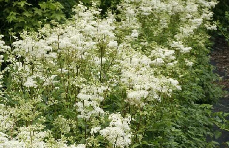 Legyezőfű (Filipendula)