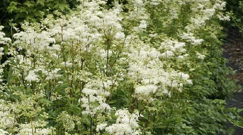 Legyezőfű (Filipendula)