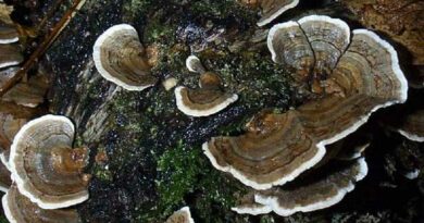 Lepketapló gomba (Trametes versicolor)