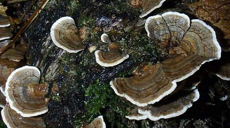 Lepketapló gomba (Trametes versicolor)