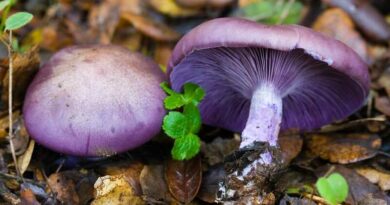 Lila pereszke (Clitocybe nuda)