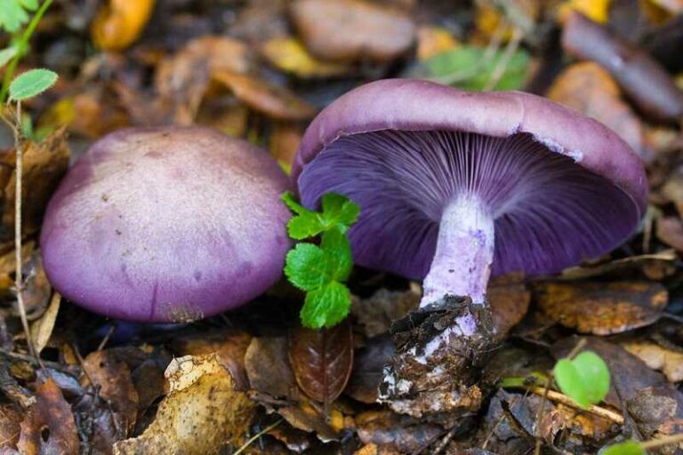 Lila pereszke (Clitocybe nuda)