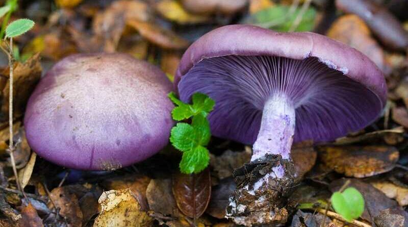 Lila pereszke (Clitocybe nuda)