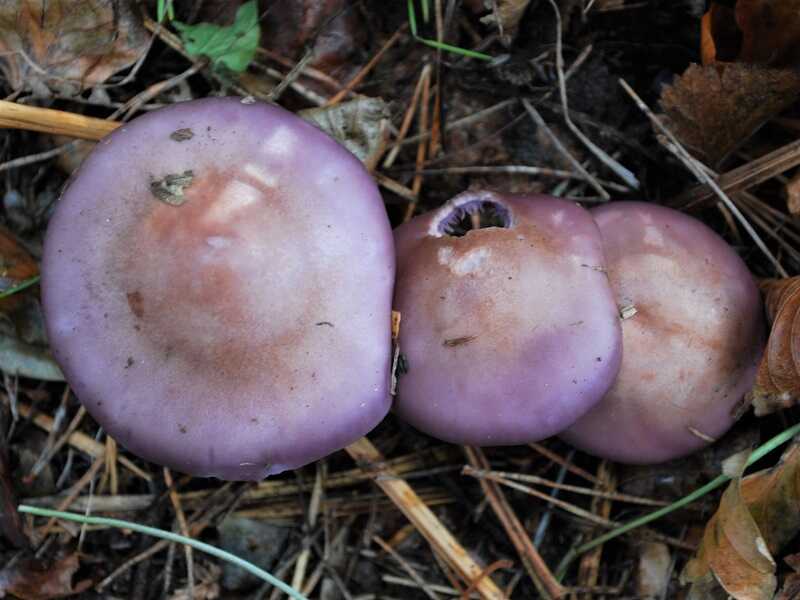 Lila pereszke (Clitocybe nuda)