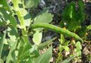 Lóbab (Vicia faba)