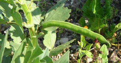 Lóbab (Vicia faba)