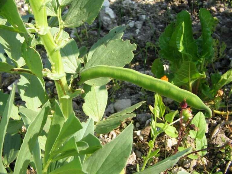 Lóbab (Vicia faba)