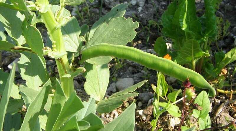 Lóbab (Vicia faba)