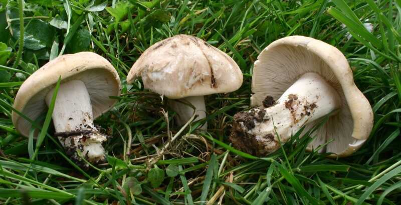 Májusi pereszke (Calocybe gambosa)