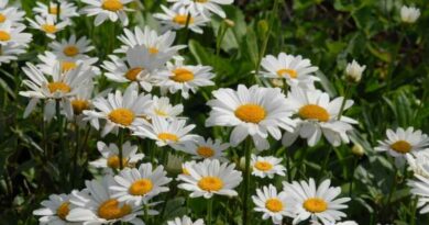 Margaréta (Leucanthemum maximum)