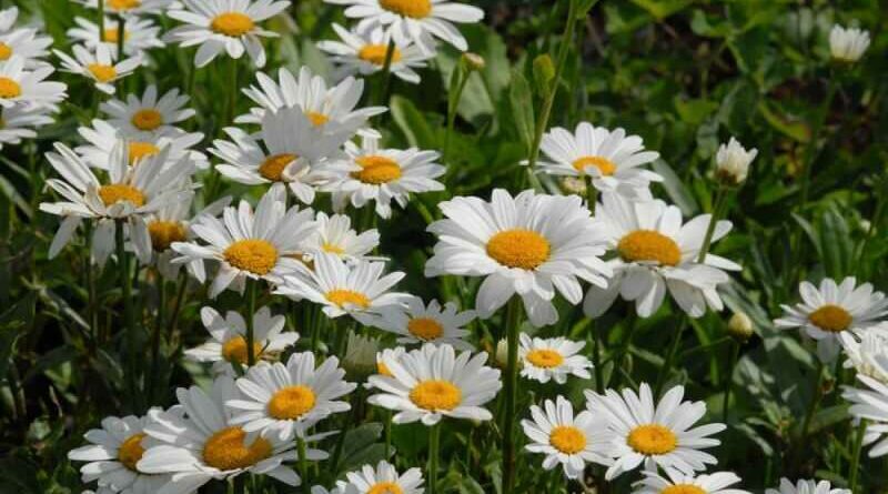 Margaréta (Leucanthemum maximum)