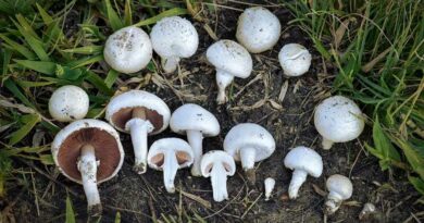 Mezei csiperke (Agaricus campestris)