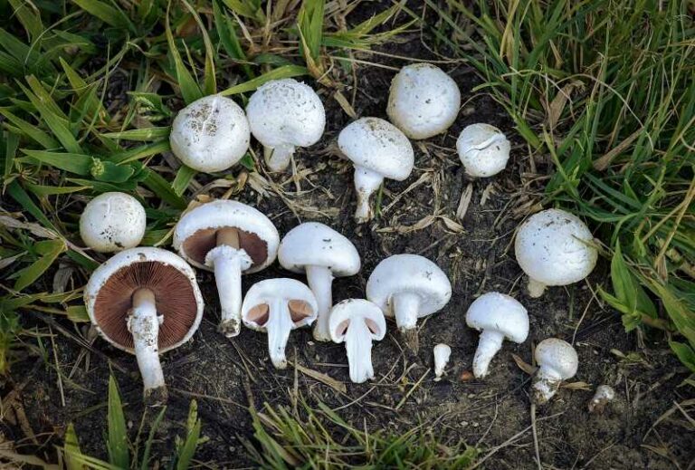 Mezei csiperke (Agaricus campestris)