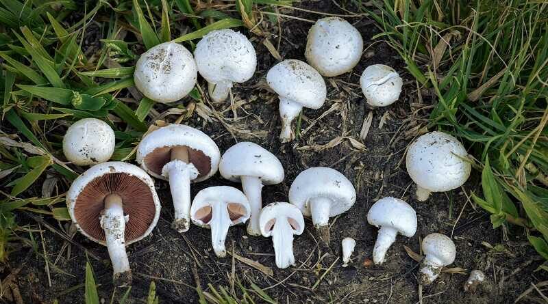 Mezei csiperke (Agaricus campestris)