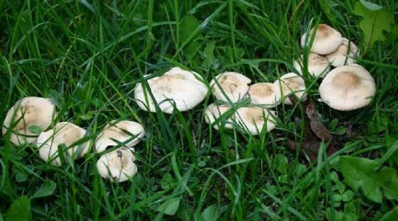 Mezei szegfűgomba (Marasmius oreades)