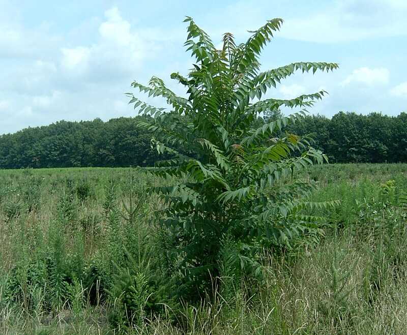 Mirigyes bálványfa (Ailanthus altissima)