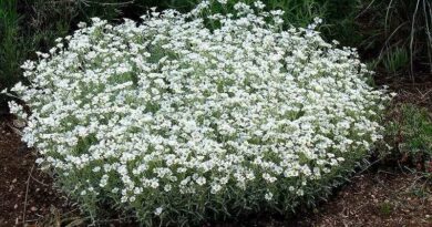 Molyhos Madárhúr (Cerastium tomentosum)