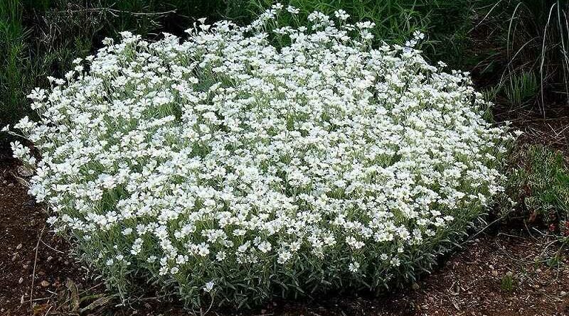 Molyhos Madárhúr (Cerastium tomentosum)