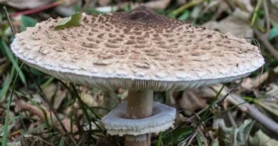 Nagy őzlábgomba (Macrolepiota procera)