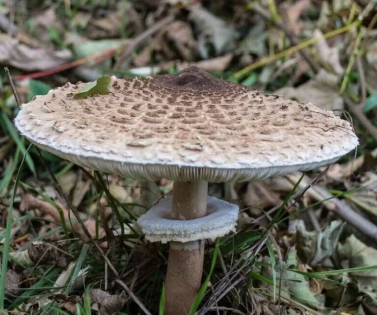 Nagy őzlábgomba (Macrolepiota procera)