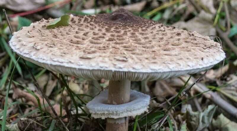 Nagy őzlábgomba (Macrolepiota procera)