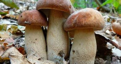 Nyári vargánya (Boletus reticulatus)