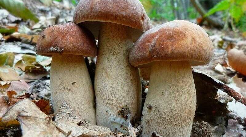 Nyári vargánya (Boletus reticulatus)