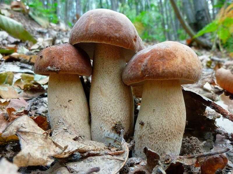 Nyári vargánya (Boletus reticulatus)