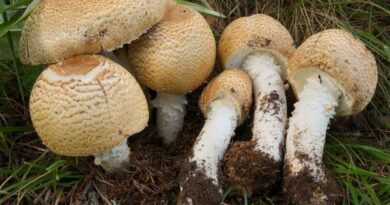 Óriás csiperke (Agaricus augustus)