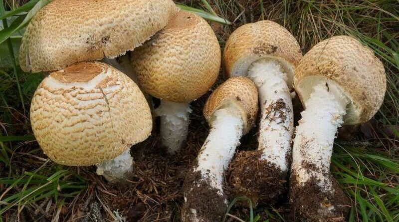 Óriás csiperke (Agaricus augustus)