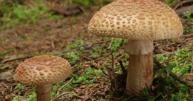 Piruló galóca (Amanita rubescens)