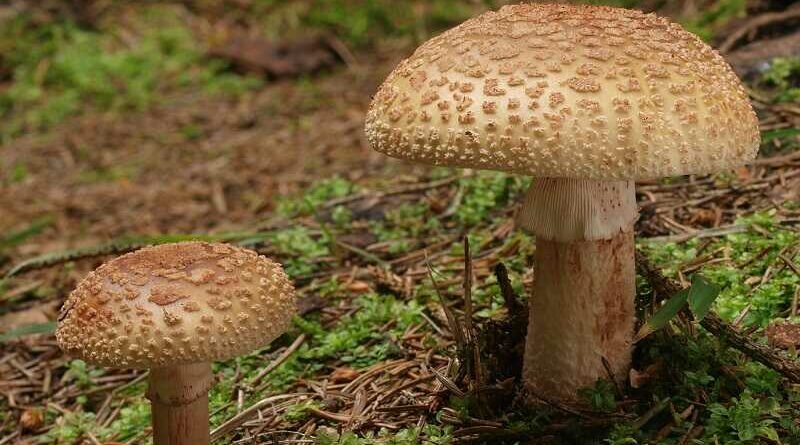 Piruló galóca (Amanita rubescens)