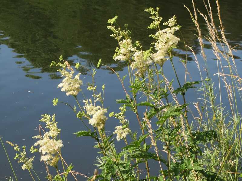 réti legyezőfű (Filipendula ulmaria)