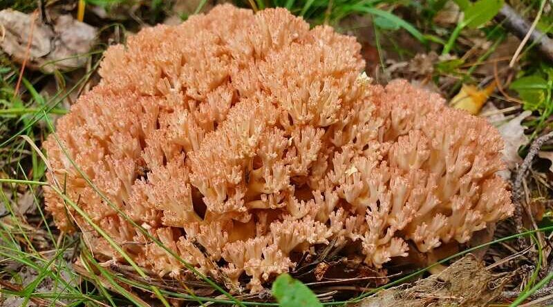 Rózsáságú korallgomba (Ramaria botrytis)