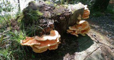 Sárga gévagomba (Laetiporus sulphureus)