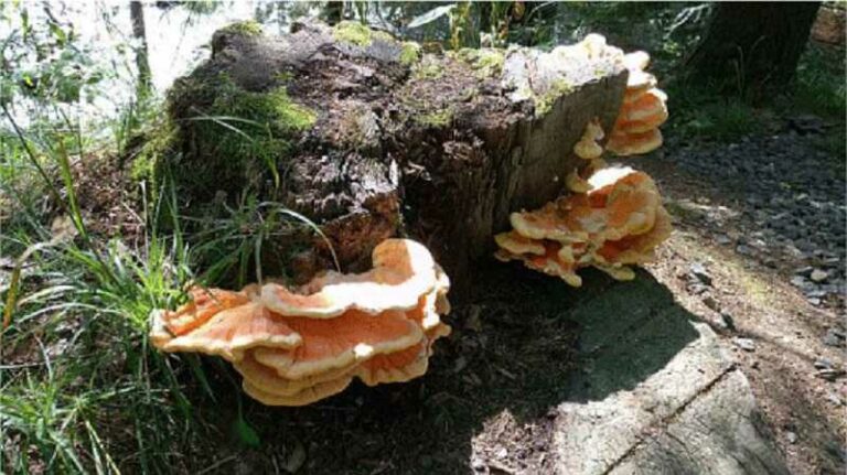 Sárga gévagomba (Laetiporus sulphureus)