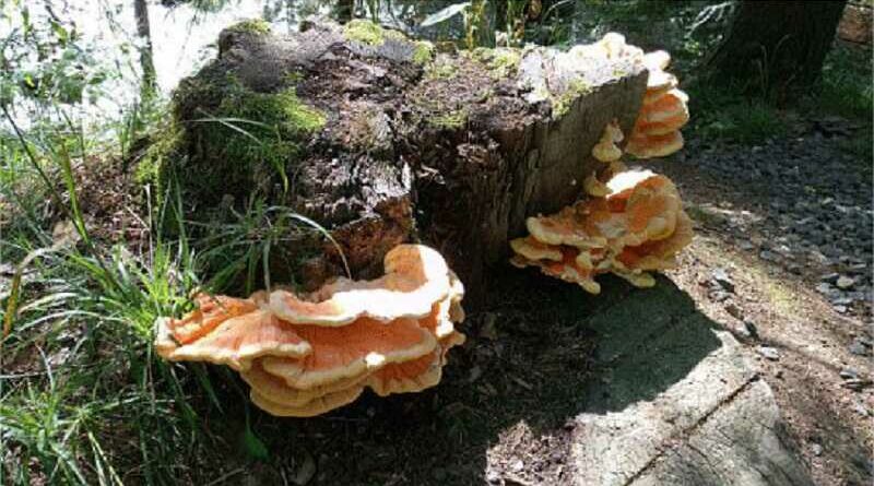 Sárga gévagomba (Laetiporus sulphureus)