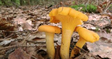 Sárga rókagomba (Cantharellus cibarius)