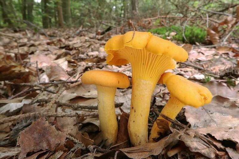 Sárga rókagomba (Cantharellus cibarius)