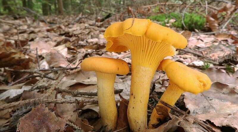 Sárga rókagomba (Cantharellus cibarius)