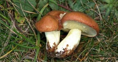 Szemcsésnyelű fenyőtinóru (Suillus granulatus)