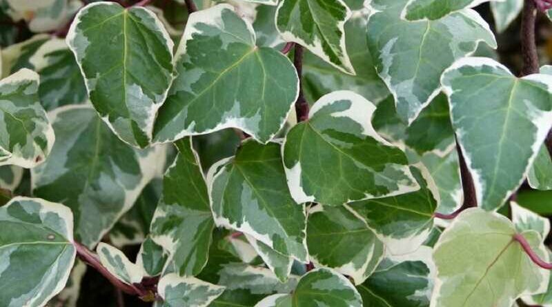 Tarkalevelű borostyán (Hedera canariensis 'Gloire de Marengo')