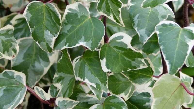 Tarkalevelű borostyán (Hedera canariensis 'Gloire de Marengo')