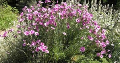 Tollas szegfű (Dianthus plumarius)