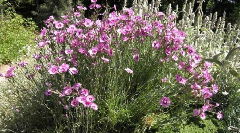 Tollas szegfű (Dianthus plumarius)