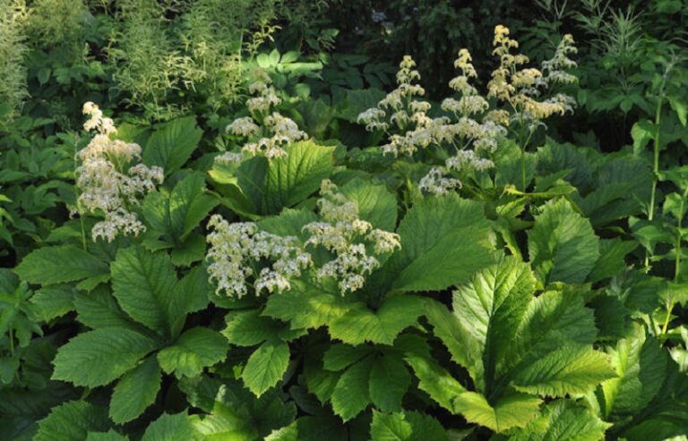 Tópartifű (Rodgersia)