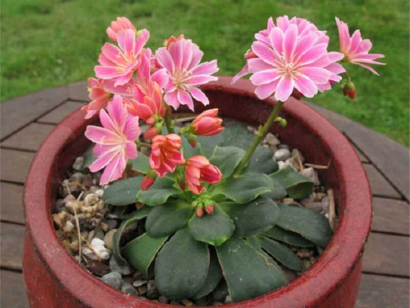 változékony dohánygyökér (Lewisia cotyledon)